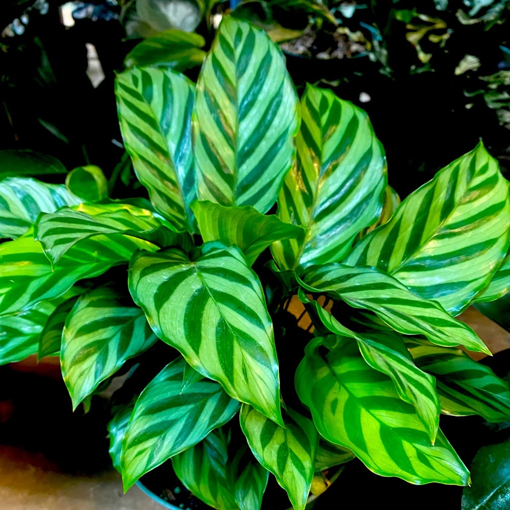 Meet your Posher, Sung